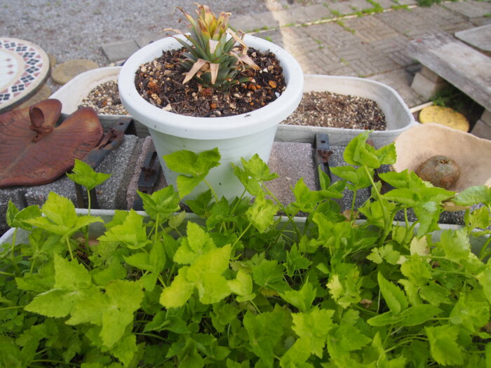 パイナップルとミツバの写真です。